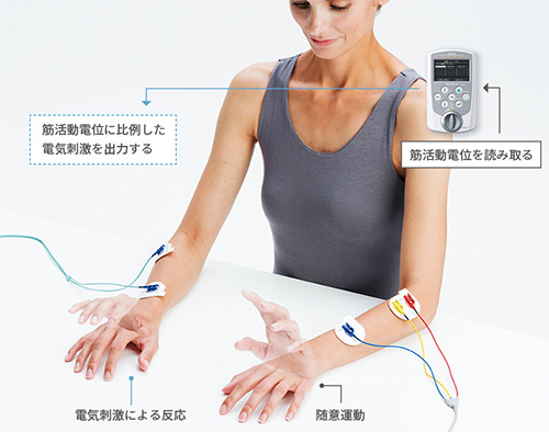 アイビス（IVES）